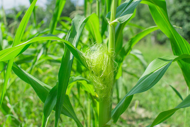 agricultura de plantas de maíz primer plano
 - Foto, imagen