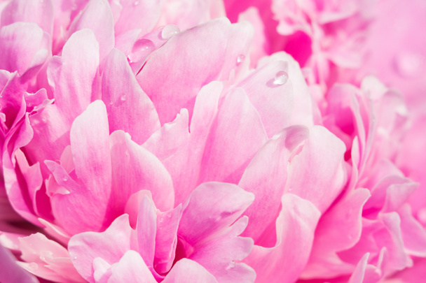makro růžové květinové Peony - Fotografie, Obrázek