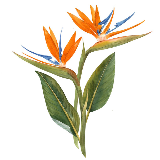 Watercolor strelitzia flowers illustration - Valokuva, kuva