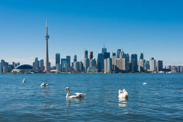Toronto skyline s labutěmi - Fotografie, Obrázek