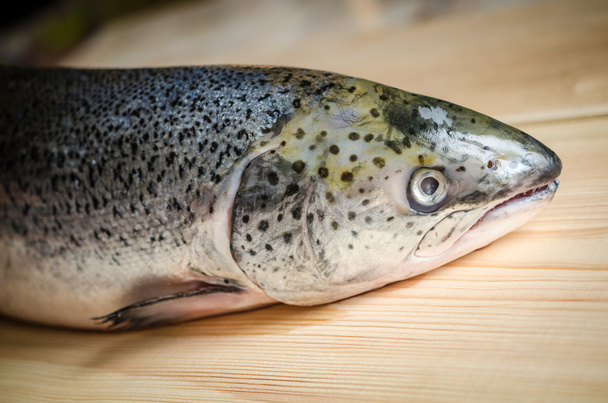 celé ryby losos - Fotografie, Obrázek