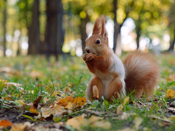 leśna wiewiórka bierze jedzenie z ręki w parku miejskim. Homel, Białoruś - Zdjęcie, obraz