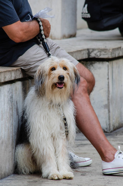Zotteliger Hund sitzt - Foto, Bild