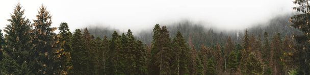 Panorama Declive de montanha florestada em baixa nuvem deitada com a véspera
 - Foto, Imagem