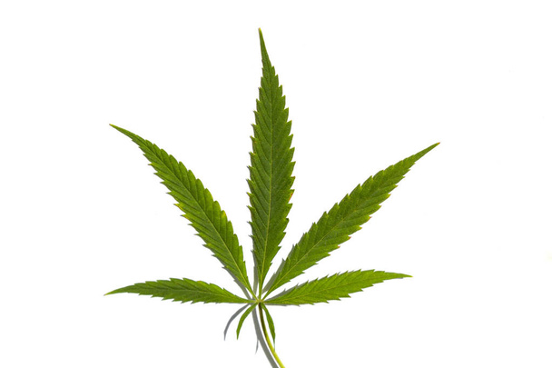Listové konopí, marihuana bylina izolované na bílém pozadí, legalizace lékařské konopí. - Fotografie, Obrázek