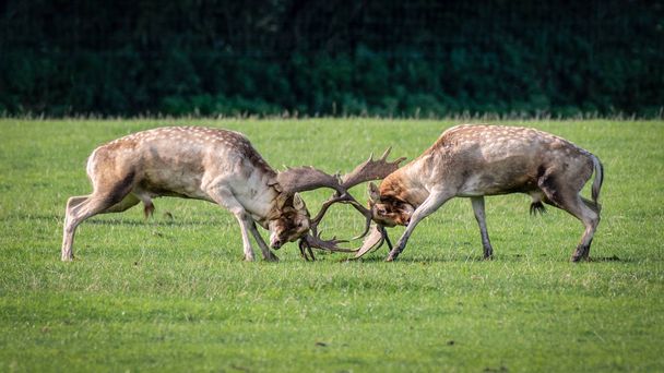 Tempo de Rutting, um par de cervos em pousio lutando com chifres trancados na batalha
 - Foto, Imagem