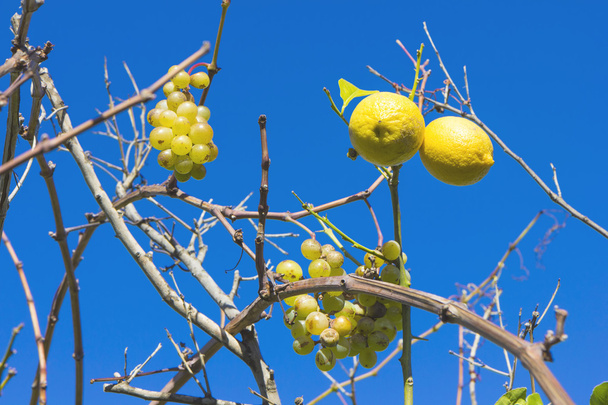 Grape and lemons - Photo, Image