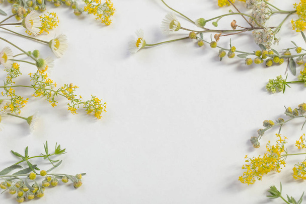 wildflowers on white paper background  - Foto, imagen