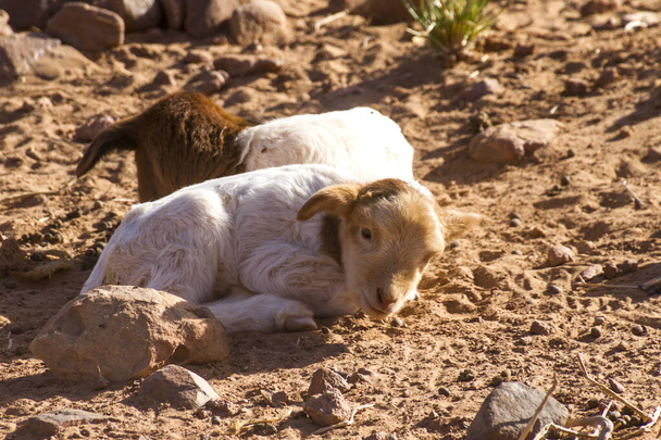 Дві милі кози, що відпочивають на землі
 - Фото, зображення