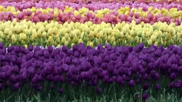 muchos tulipanes coloridos vibrantes en filas separadas por el color
 - Imágenes, Vídeo