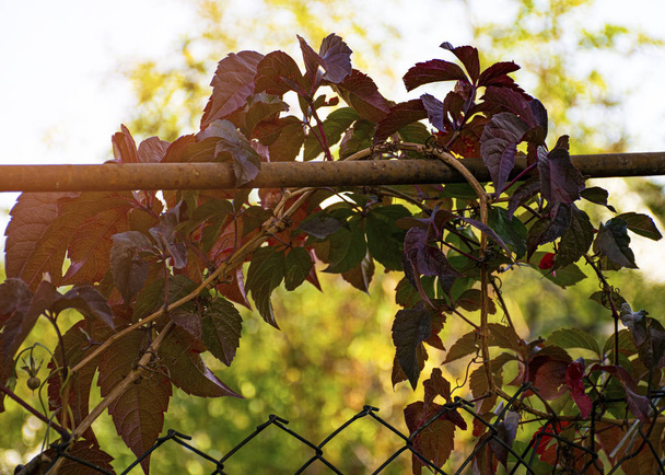 Όμορφο σγουρό μωβ λουλούδι. Φθινόπωρο. Κόκκινα φύλλα. Σταφύλια Πράσινο αμπέλι σε ένα φράχτη στον κήπο. Διακοσμητικό φυτό για τον κήπο - Φωτογραφία, εικόνα