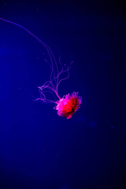 Jasne przezroczyste neonowe meduzy w akwarium. Ciemne tło - Zdjęcie, obraz