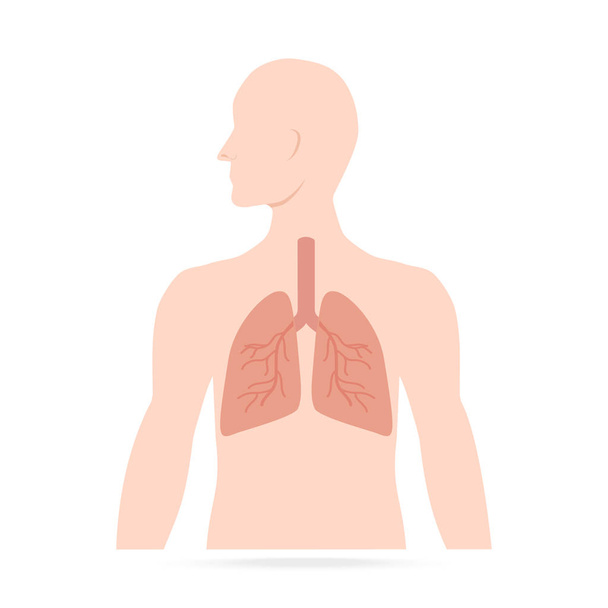 longen met lichaamsicoon, illustratie medisch concept - Vector, afbeelding