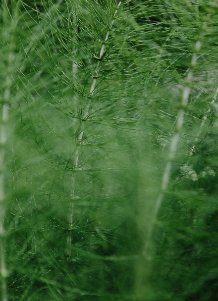 natural horsetail herb background - Photo, Image