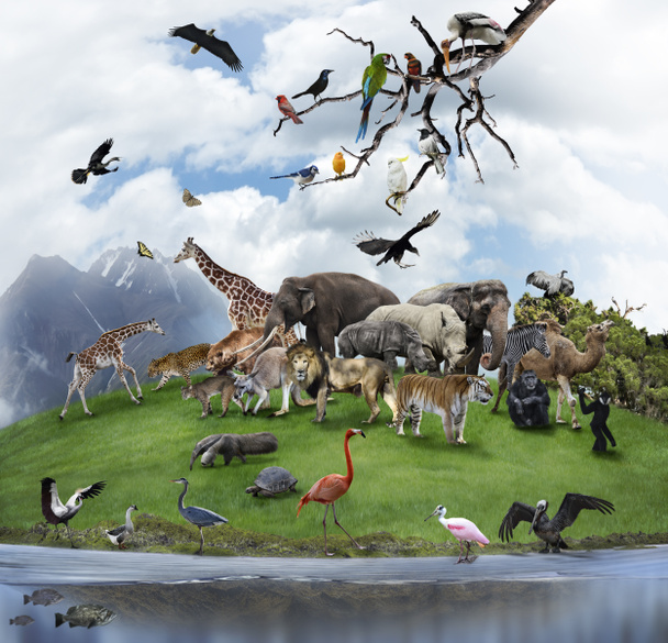 Un collage de animales salvajes y aves
 - Foto, Imagen