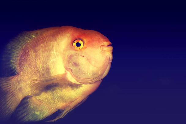 Peixe exótico colorido brilhante
 - Foto, Imagem