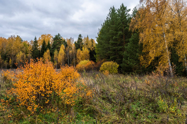 Autumn landscape with yellow leaves of birches and green spruces - Foto, immagini