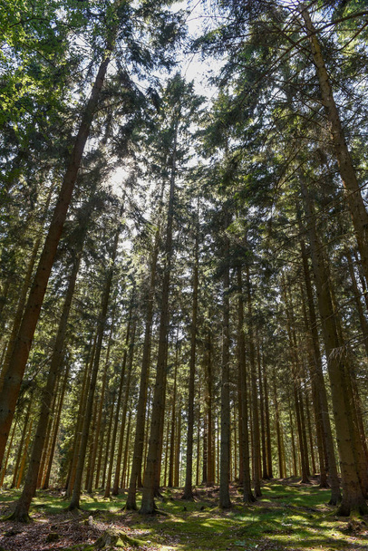 Sunrays filtering thru the forest foliage at Gribskov in Denmark - Zdjęcie, obraz