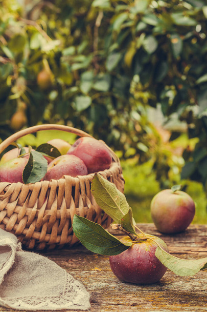 Juicy ripe apples in a wicker basket and a cup of coffee on a wooden table in a rustic garden, the concept of organic food, harvest, gardening - Fotoğraf, Görsel