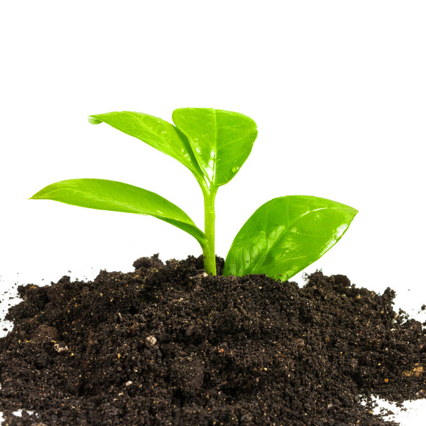 Fiatal zöld növény, talaj, elszigetelt fehér background - Fotó, kép