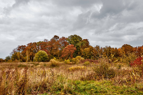 Autumn landscape. Orange field with trees and stormy sky - Фото, зображення