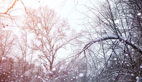 Paisaje invernal cubiertas de nieve. Un parque en el invierno en
  - Foto, Imagen
