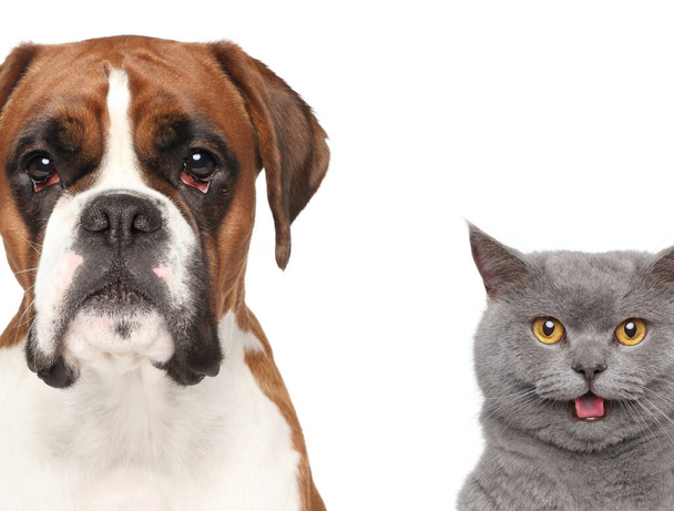 Gato e cão, close-up retrato
 - Foto, Imagem