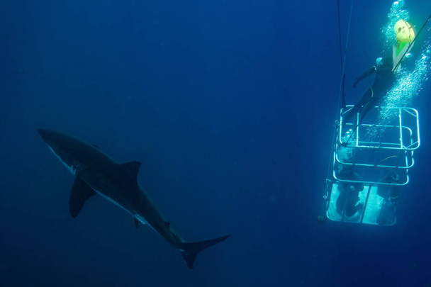 Dalgıçlar ile büyük beyaz köpekbalığı su altında bir kafeste  - Fotoğraf, Görsel