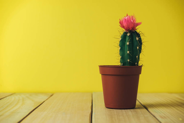 Hermoso Cactus con flor rosa sobre una mesa y fondo amarillo
. - Foto, imagen