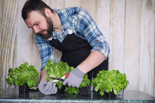 farmer grows fresh lettuce leaves for the preparation of tasty d - Valokuva, kuva