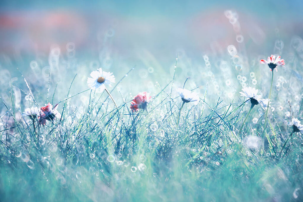 Flor selvagem. Pequenas flores em um prado verde
. - Foto, Imagem