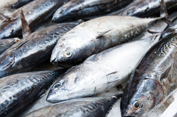Tuna fish - Photo, Image