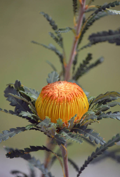 Cabeza nativa australiana de la flor dorada de la Dryandra llamativa, Banksia formosa, familia Proteaceae. Endémica del suroeste de Australia Occidental. Anteriormente conocido como Dryandra formosa
. - Foto, Imagen