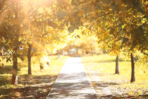 Podzimní pozadí v parku - Fotografie, Obrázek