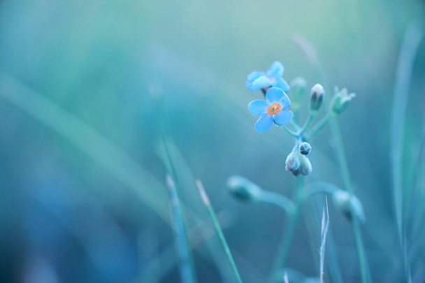 Vahşi çiçek. Yeşil çayırda küçük çiçekler. - Fotoğraf, Görsel