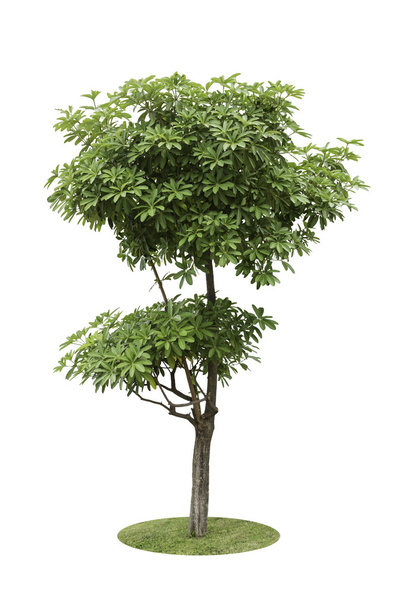 alstonia apocynaceae, ein zweistöckiger Dekorationsbaum isoliert ov - Foto, Bild