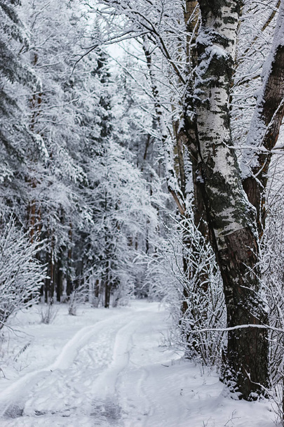 winter forest covered snow - Fotoğraf, Görsel