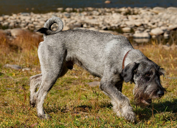 シュナウザーグループのミッテルシュナウザーの犬は、偉大な保護者と検索エンジンを確立しました。トランク、効果的な「眉毛」と長い装飾髪から「ひげ」の品種正方形のフォーマットの特徴. - 写真・画像