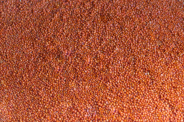 Orange lentils are a great provider of protein for vegetarians. From these products you can cook a wide variety of dishes. It is also a dietary product. Copy space. Grey background.  - Photo, Image
