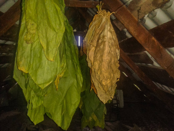 Drying tobacco in the field - Photo, Image