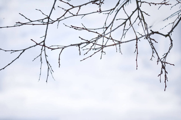 Tree branches in the snow. - Фото, зображення