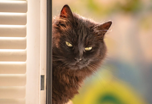 Portrait d'un chat qui regarde
 - Photo, image