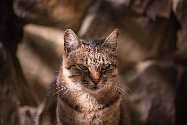 Portrait of a watching cat - Photo, Image