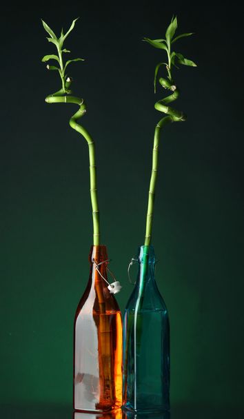 Bamboo in bottle on bright background - Фото, зображення