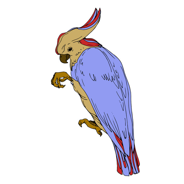 Vektor Himmelsvogel Kakadu in einer Tierwelt isoliert. Schwarz-weiß gestochene Tuschekunst. isolierte Papageienillustration Element. - Vektor, Bild