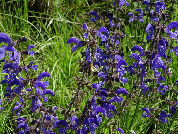 Paljon niitty clary kukkia vieraili mehiläinen aurinkoisena päivänä
 - Valokuva, kuva