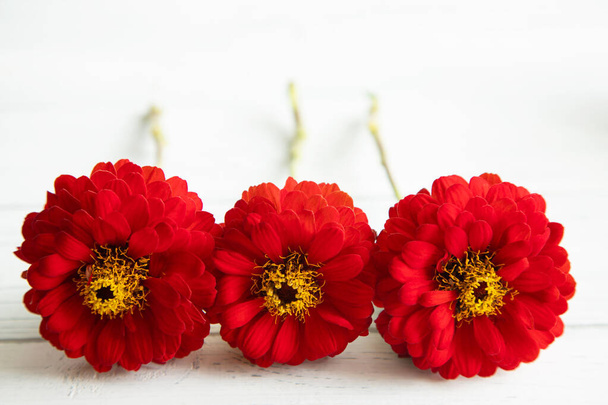 Τρία φρέσκα κόκκινα λουλούδια ζίννια σε λευκό φόντο. Κόκκινα λουλούδια βρίσκονται σε λευκό φόντο - Φωτογραφία, εικόνα