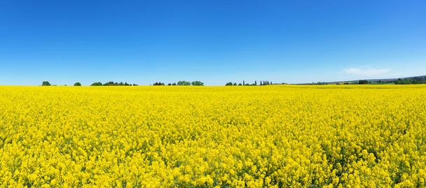Large blooming rapeseed field with row of trees at the horizon and a cloudless blue sky - 写真・画像
