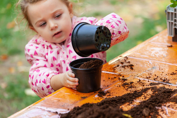 View of toddler child planting young beet seedling in to a ferti - Photo, Image