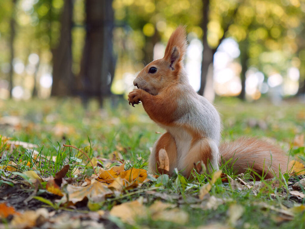 Metsä orava vie ruokaa kädestä kaupungin puistossa. Gomel, Valko-Venäjä
 - Valokuva, kuva